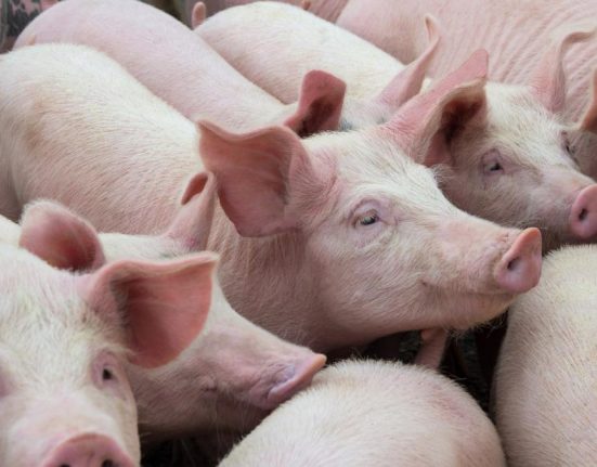 Focar de pesta porcina africana confirmat la o ferma din Constanta
