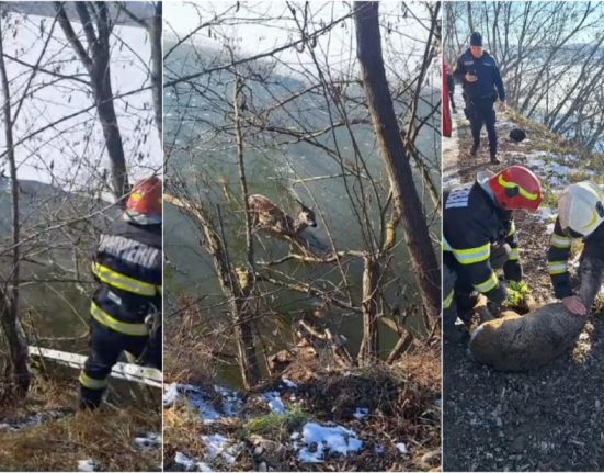 L am salvat pe Bambi Pompierii au salvat un pui de caprioara din apele inghetate ale raului Soimuz