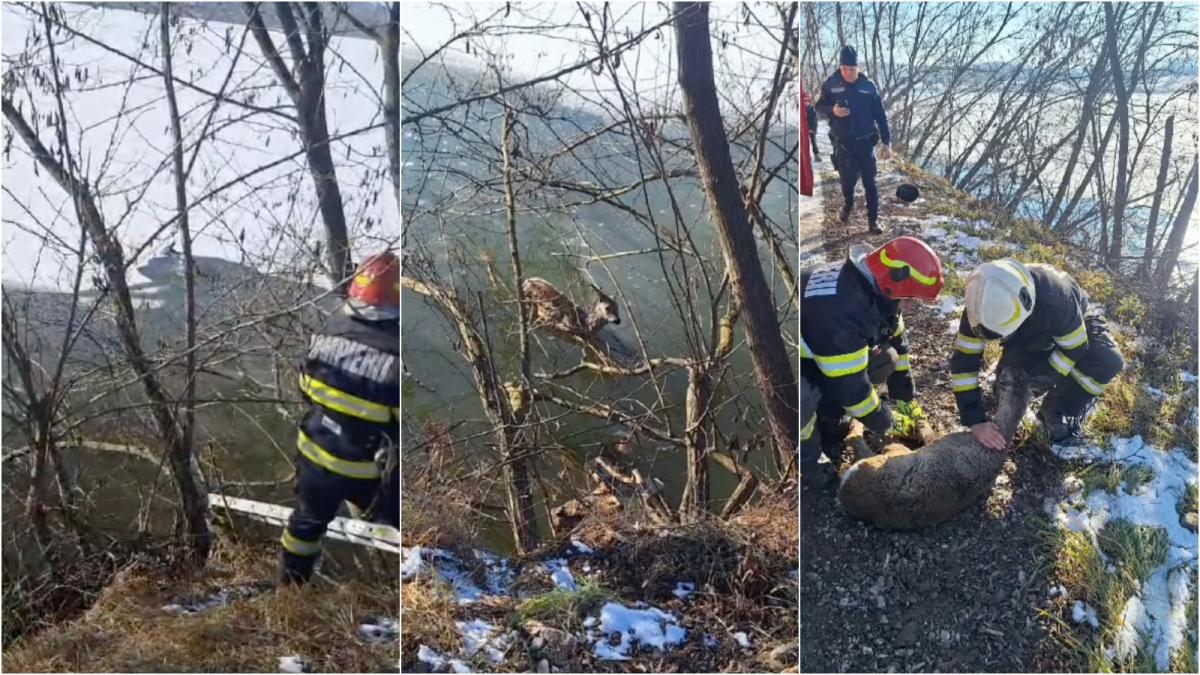 L am salvat pe Bambi Pompierii au salvat un pui de caprioara din apele inghetate ale raului Soimuz