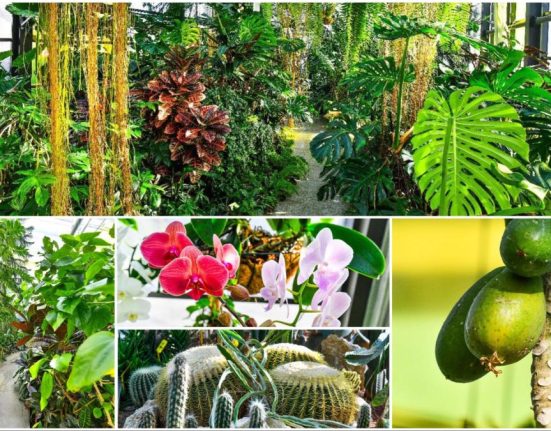 Serele cu flori exotice din Bucuresti Vara in toiul iernii mii de plante din 300 specii vizitare gratuita