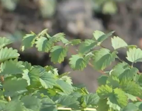 Ce este poterium planta noua din Romania cu gust de castravete iute