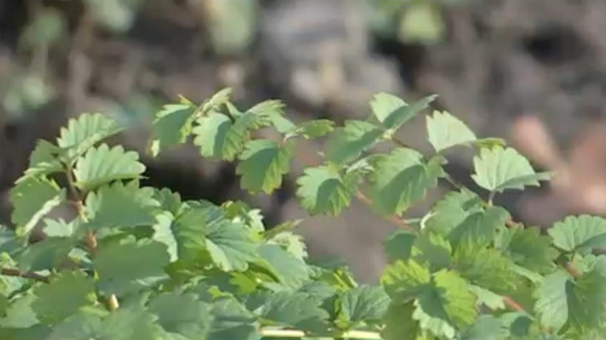 Ce este poterium planta noua din Romania cu gust de castravete iute