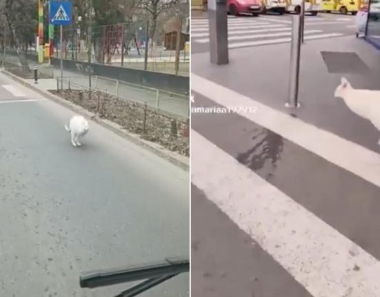 Un cangur alb vazut miercuri pe strazi