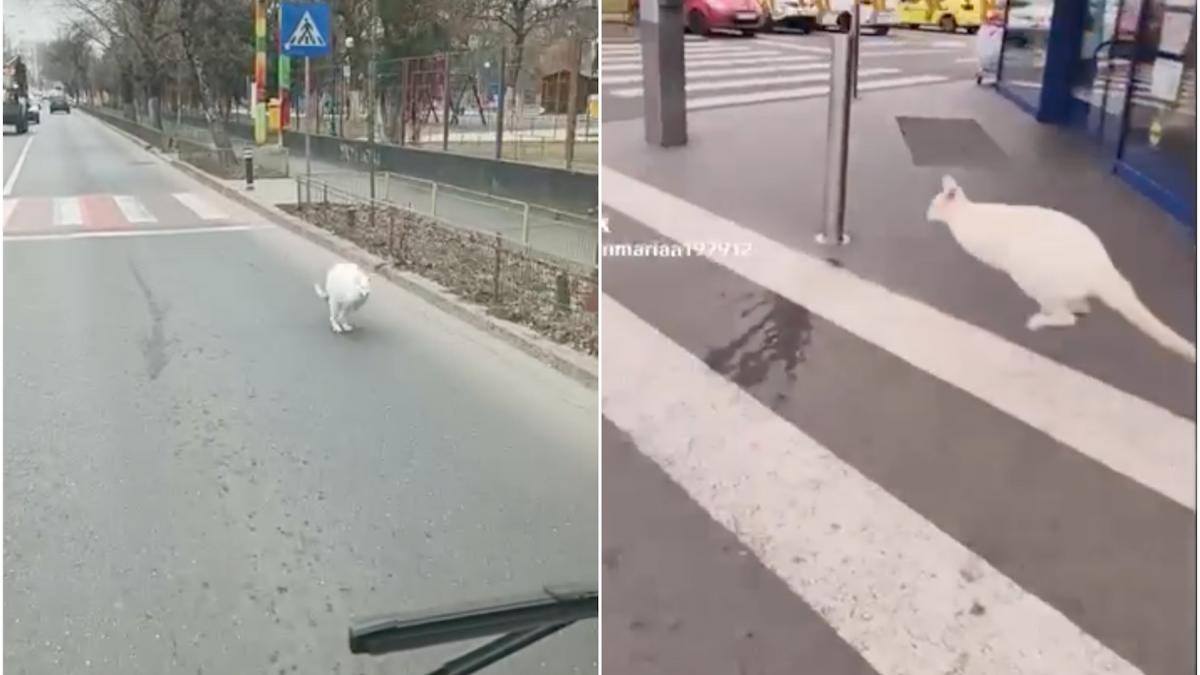Un cangur alb vazut miercuri pe strazi