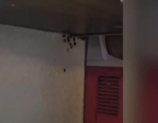 Beraria H din Bucuresti inchisa de ANPC gandaci pe ustensile si recipiente