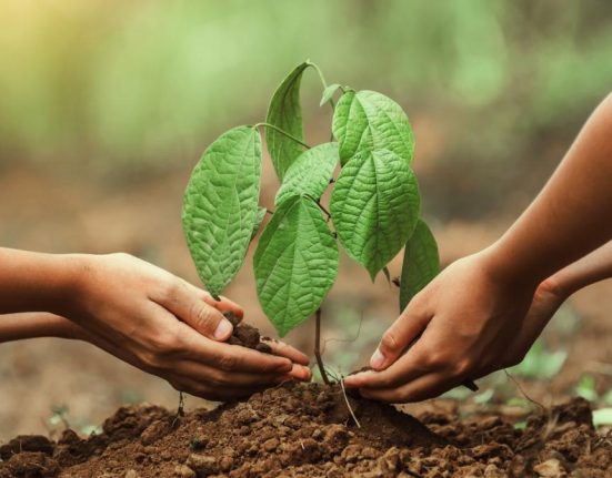 Bucurestenii sunt invitati sa planteze 15000 de puieti