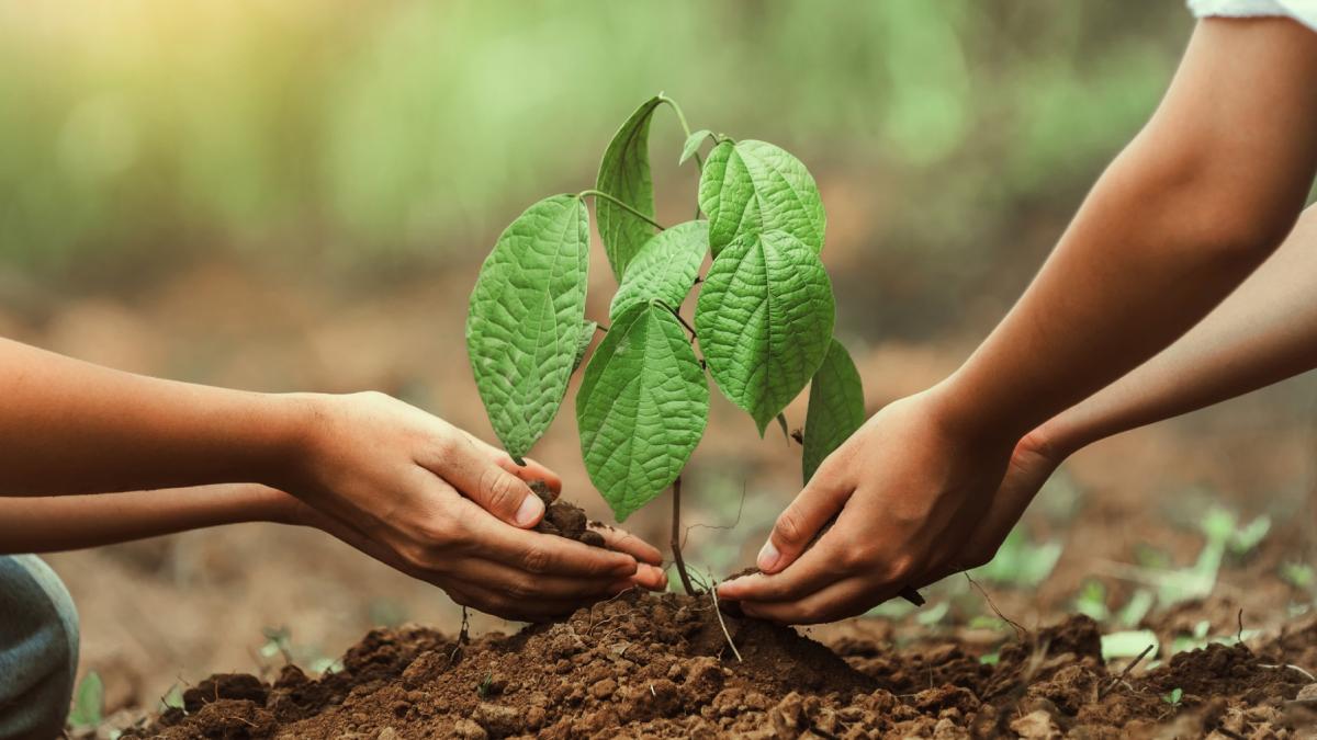 Bucurestenii sunt invitati sa planteze 15000 de puieti