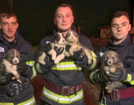 Patru pui de caine salvati de pompieri in Suceava