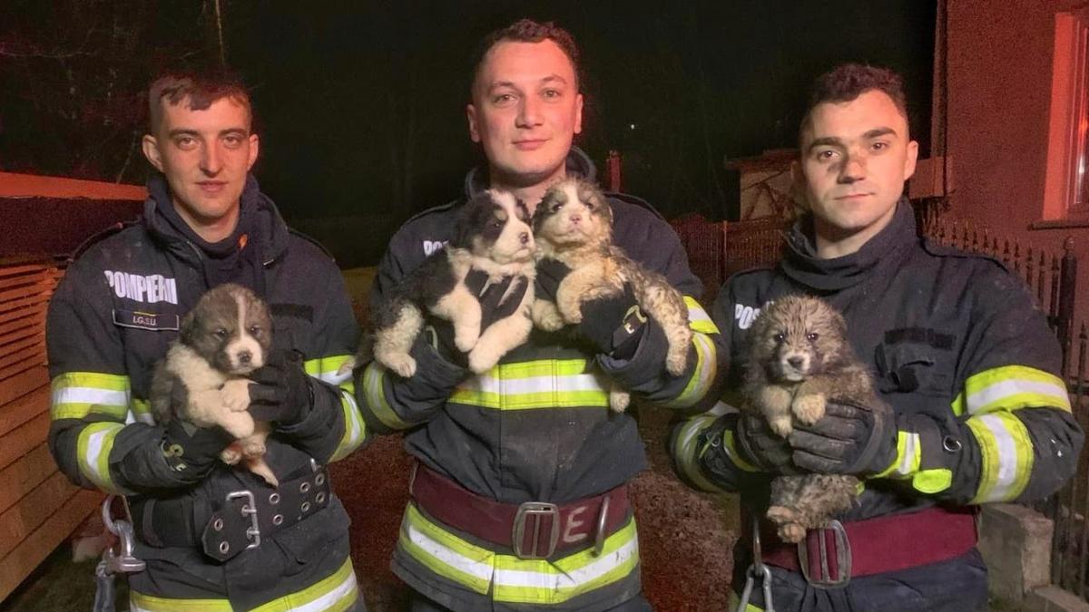 Patru pui de caine salvati de pompieri in Suceava