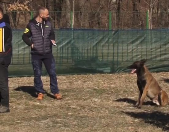 Spectacol canin in Arges Caini intrecandu se in frumusete si agilitate