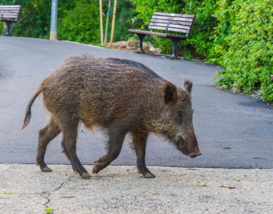 Alerta RO dupa ce un mistret a aparut in Otopeni