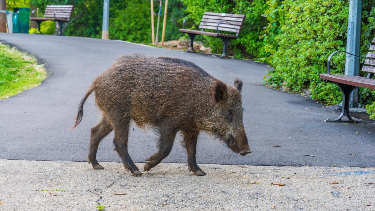 Alerta RO dupa ce un mistret a aparut in Otopeni