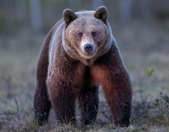 Cum sa petrecut atacul din Predeal Declaratia unei rude a sefului Salvamont A suferit infarct Ursul l a abandonat cand n a mai miscat