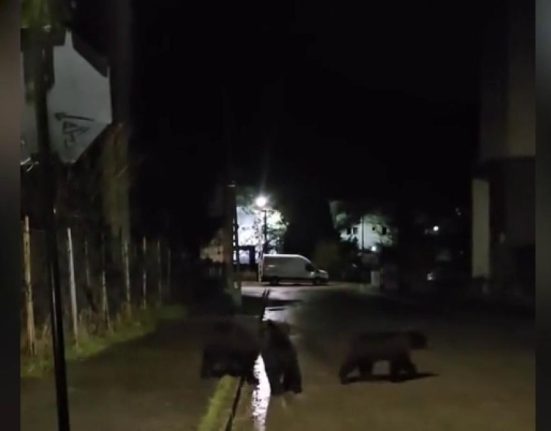 Localnicii si turistii din Busteni terorizati de ursi