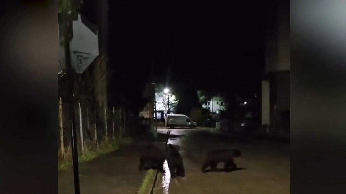 Localnicii si turistii din Busteni terorizati de ursi