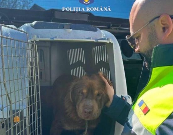 Un barbat din Mures amendat cu 12000 lei pentru abandonarea cainelui
