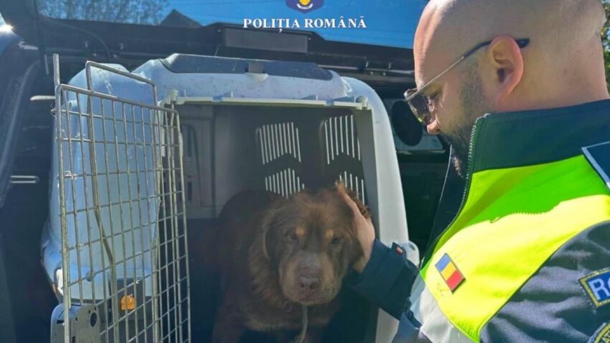 Un barbat din Mures amendat cu 12000 lei pentru abandonarea cainelui