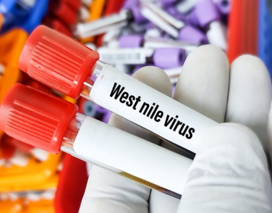 Un barbat in coma dupa muscatura unui tantar West Nile