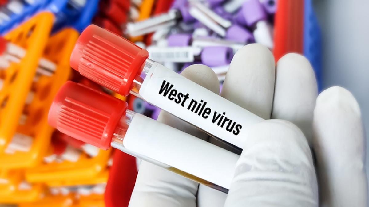 Un barbat in coma dupa muscatura unui tantar West Nile