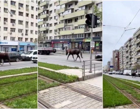 Un cal alearga sub escorta Politiei pe un bulevard din Bucuresti Soferii glumesc Asta macar isi tine banda
