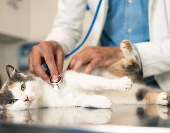 Barbat din Satu Mare fals medic veterinar retinut