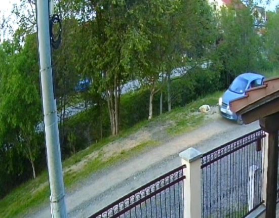Caine fara stapan impuscat pe strada in Timisoara