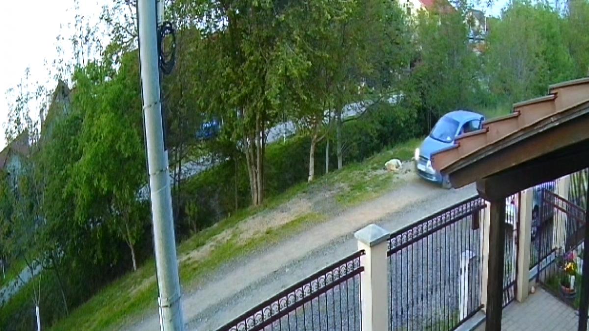 Caine fara stapan impuscat pe strada in Timisoara