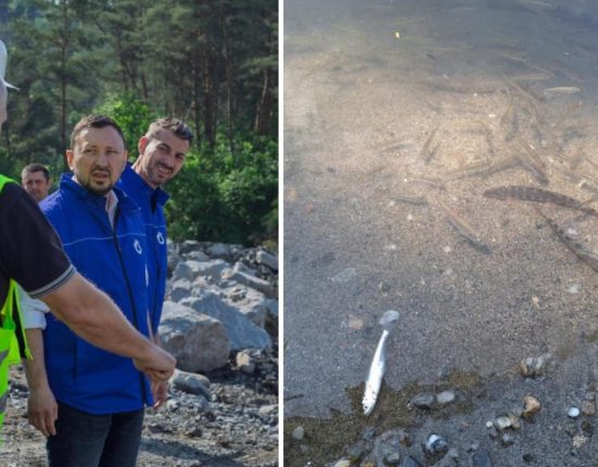 Dezastru ecologic la Tarnava Mica Mor pestisi