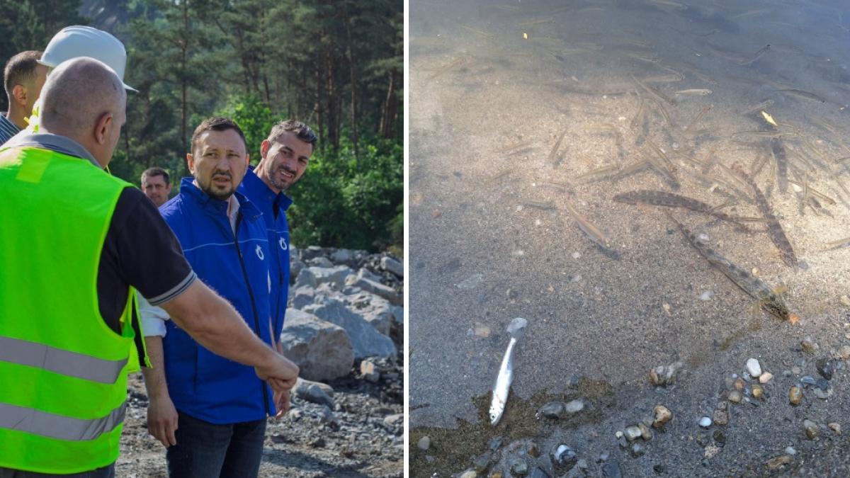 Dezastru ecologic la Tarnava Mica Mor pestisi