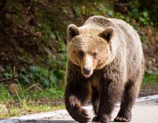 Panica in Alba Iulia Urs vazut mesaj RO Alert emis