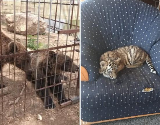 Barbat din Dambovita a infiintat zoo ilegal in curte