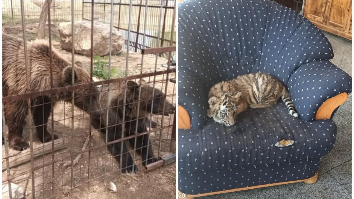 Barbat din Dambovita a infiintat zoo ilegal in curte