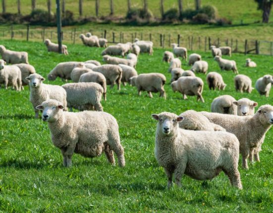 Focar de variola ovina in judetul Olt 3000 animale sacrificate