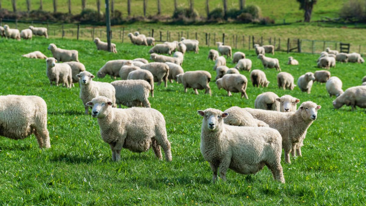 Focar de variola ovina in judetul Olt 3000 animale sacrificate