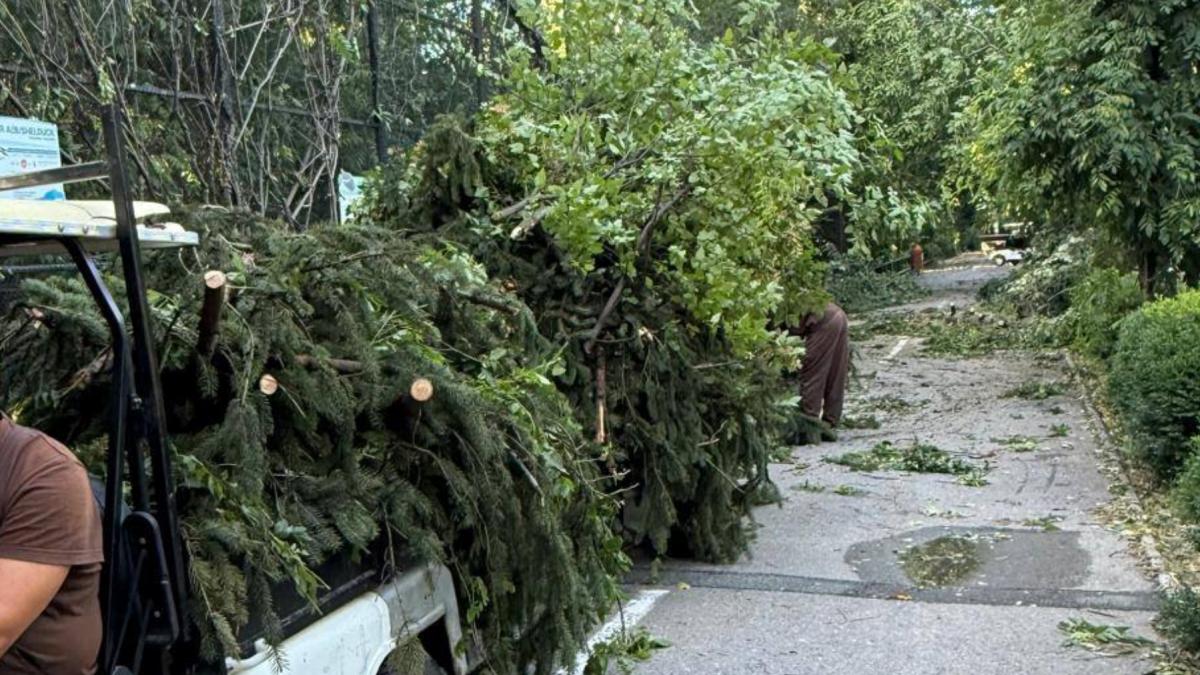 Gradina Zoologica Bucuresti se inchide temporar dupa furtuna