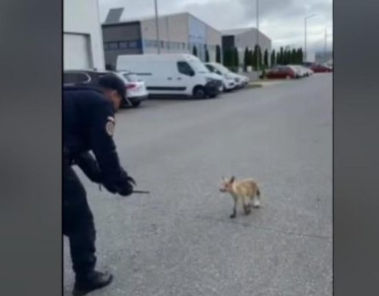 O vulpe speriata a fost salvata de jandarmi