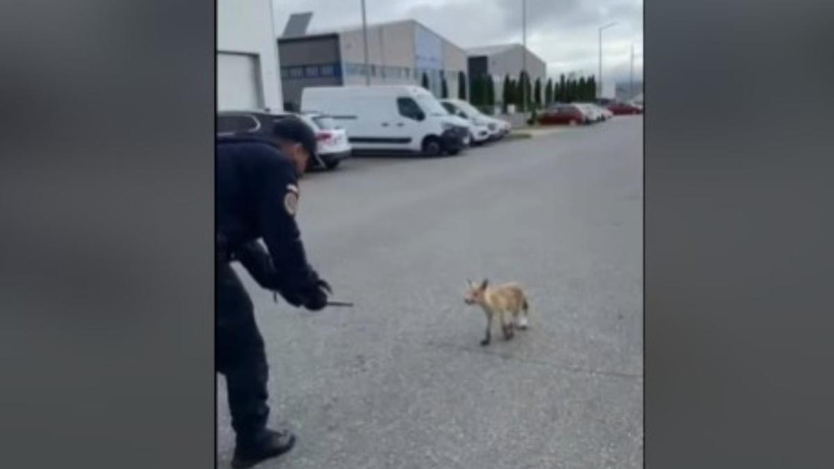 O vulpe speriata a fost salvata de jandarmi