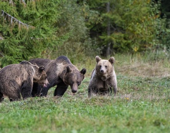 Oamenii din Vrancea sunt terorizati de ursi