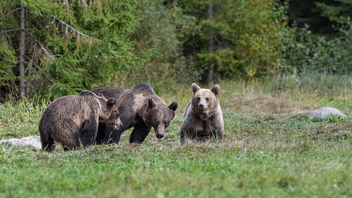 Oamenii din Vrancea sunt terorizati de ursi
