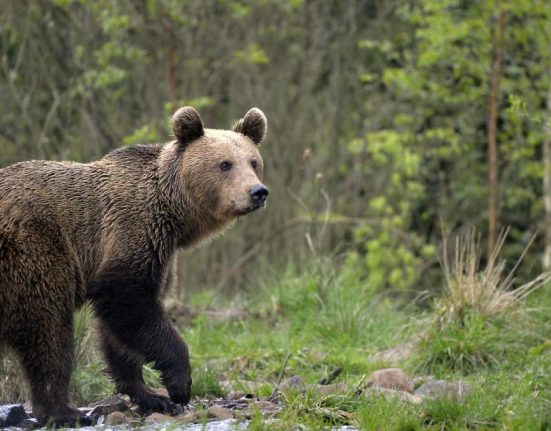 Fenomen alarmant in Romania Localnicii otravessc ursii