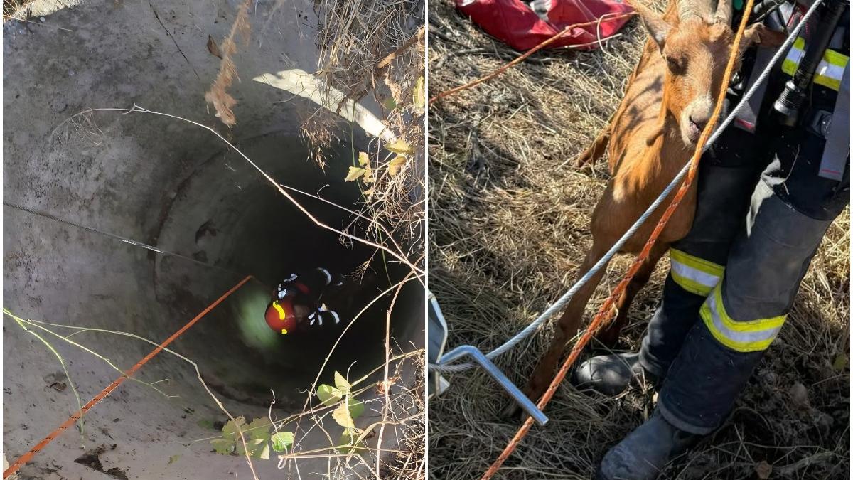 Pompierii din Giurgiu salveaza o capra din fantana