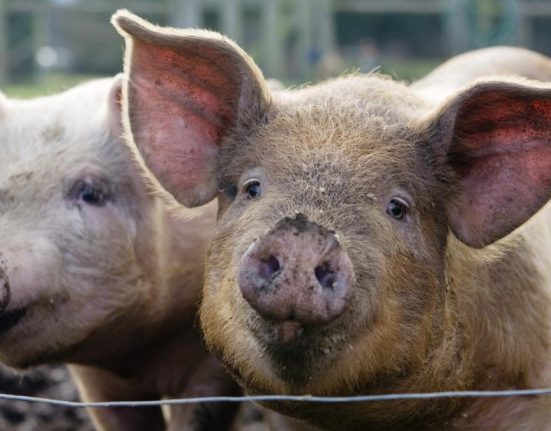 200 de porci infectati cu pesta africana ingropati in Dolj