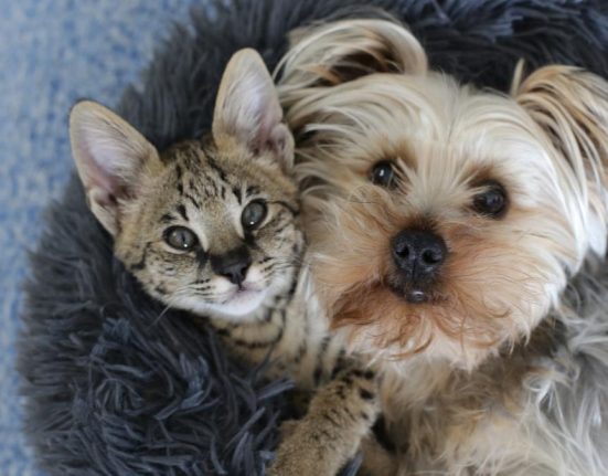 Primaria Cluj permite animalele de companie Reguli pentru proprietari