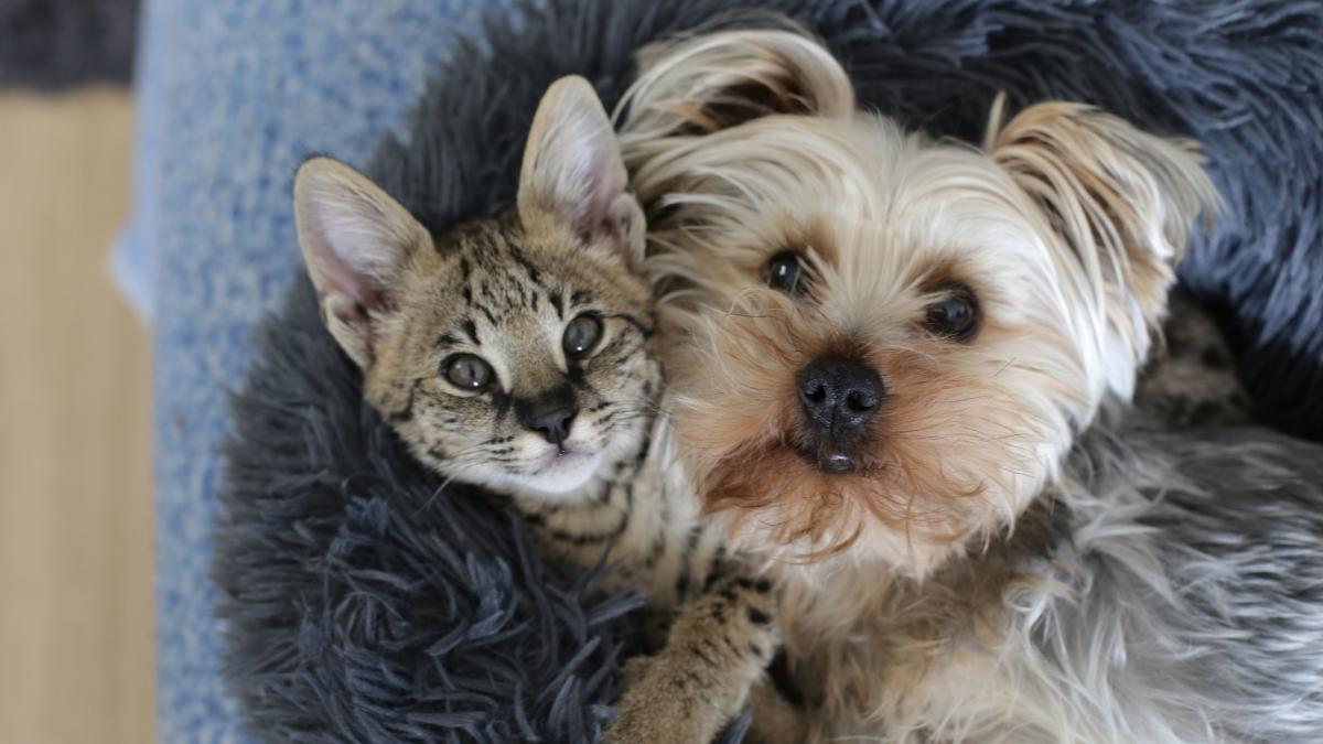 Primaria Cluj permite animalele de companie Reguli pentru proprietari