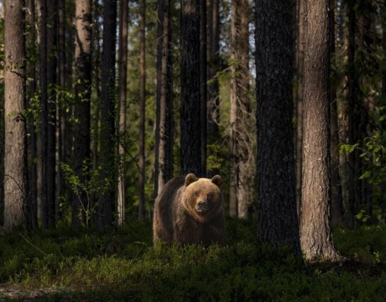 Ursii au provocat pagube de peste un milion de lei